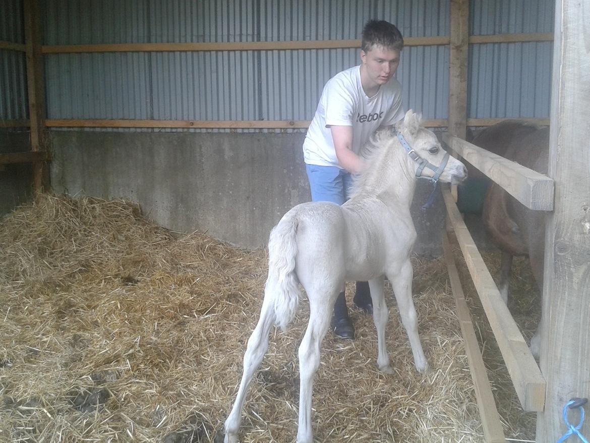 Welsh Partbred (Sec F) Agesergaards Golden Saga billede 17