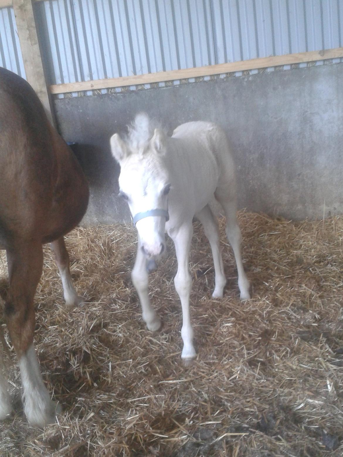 Welsh Partbred (Sec F) Agesergaards Golden Saga billede 18