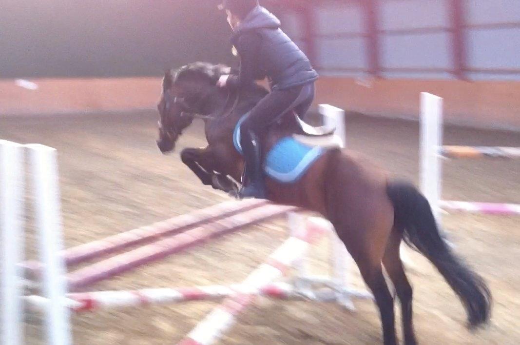 New Forest Brinkhofs Phantom (tidl. springpart) billede 18