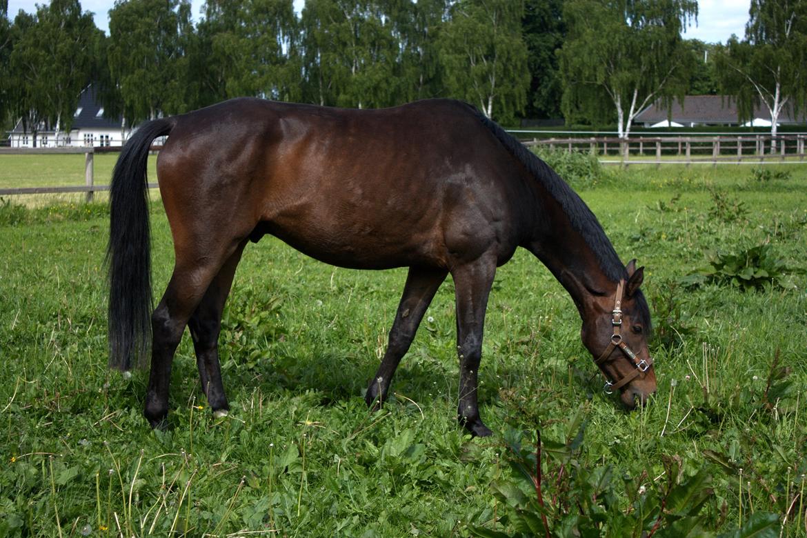 Dansk Varmblod SB *Pops* R.I.P* - Med mulen i græsset, og det trænger han til. billede 4