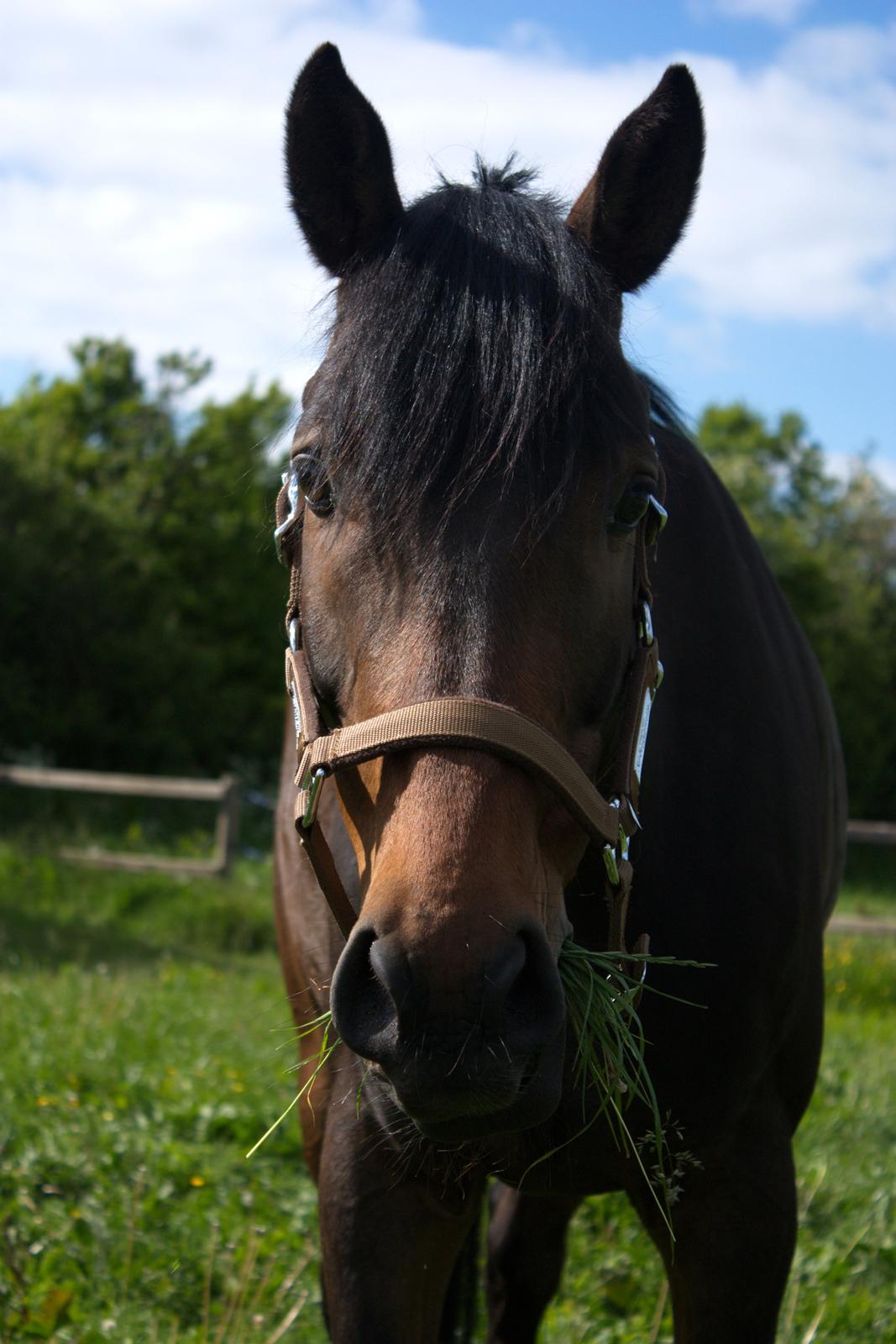 Dansk Varmblod SB *Pops* R.I.P* - "Hva?? Sagde du  noget??" Med munden fuld af mad billede 5