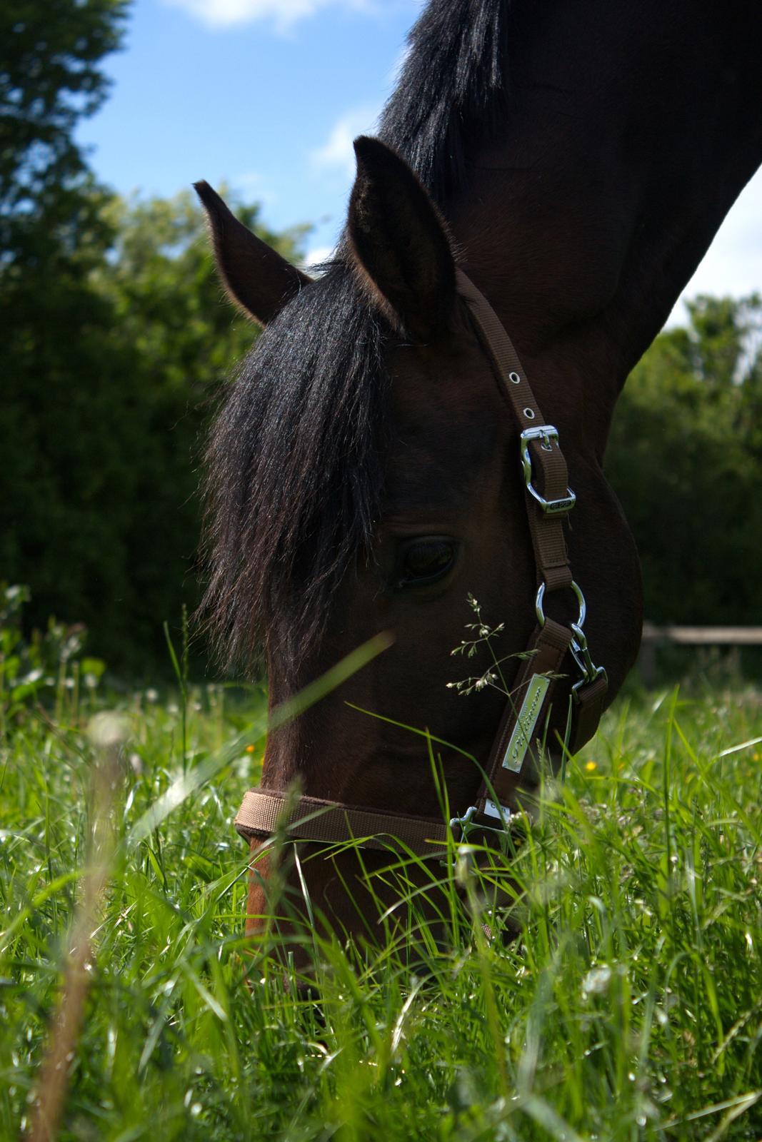 Dansk Varmblod SB *Pops* R.I.P* billede 3