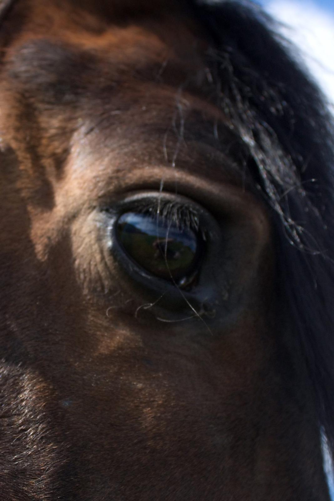 Dansk Varmblod SB *Pops* R.I.P* billede 6