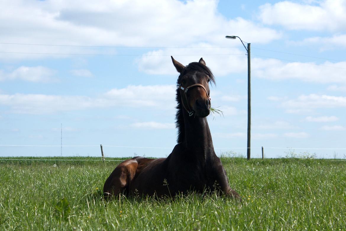 Dansk Varmblod SB *Pops* R.I.P* billede 7