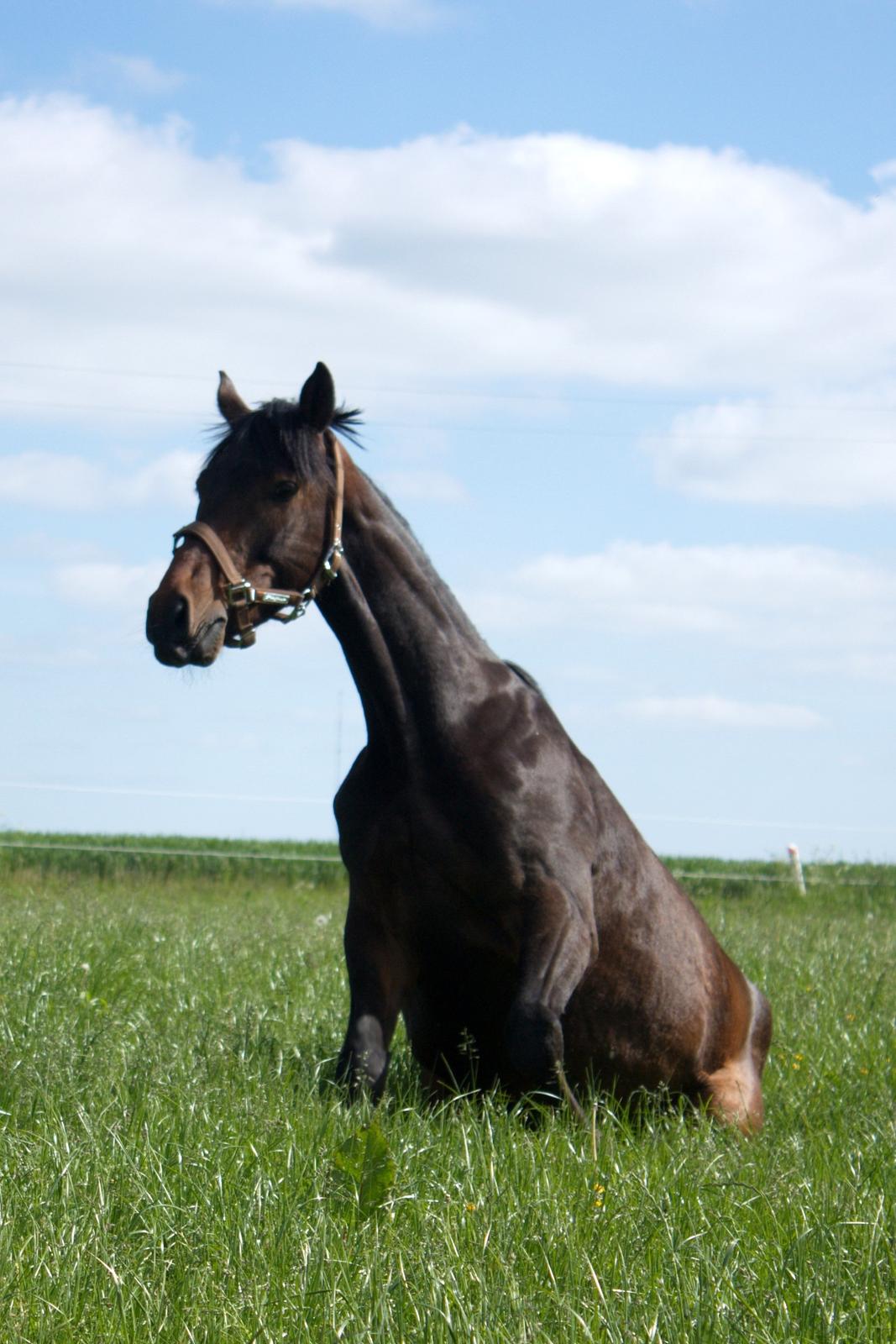 Dansk Varmblod SB *Pops* R.I.P* - Kom dog lige og hjælp mig op hva? billede 8