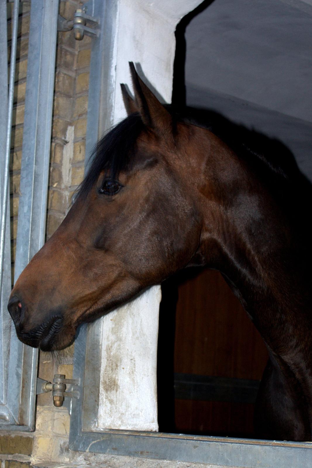 Dansk Varmblod SB *Pops* R.I.P* billede 9