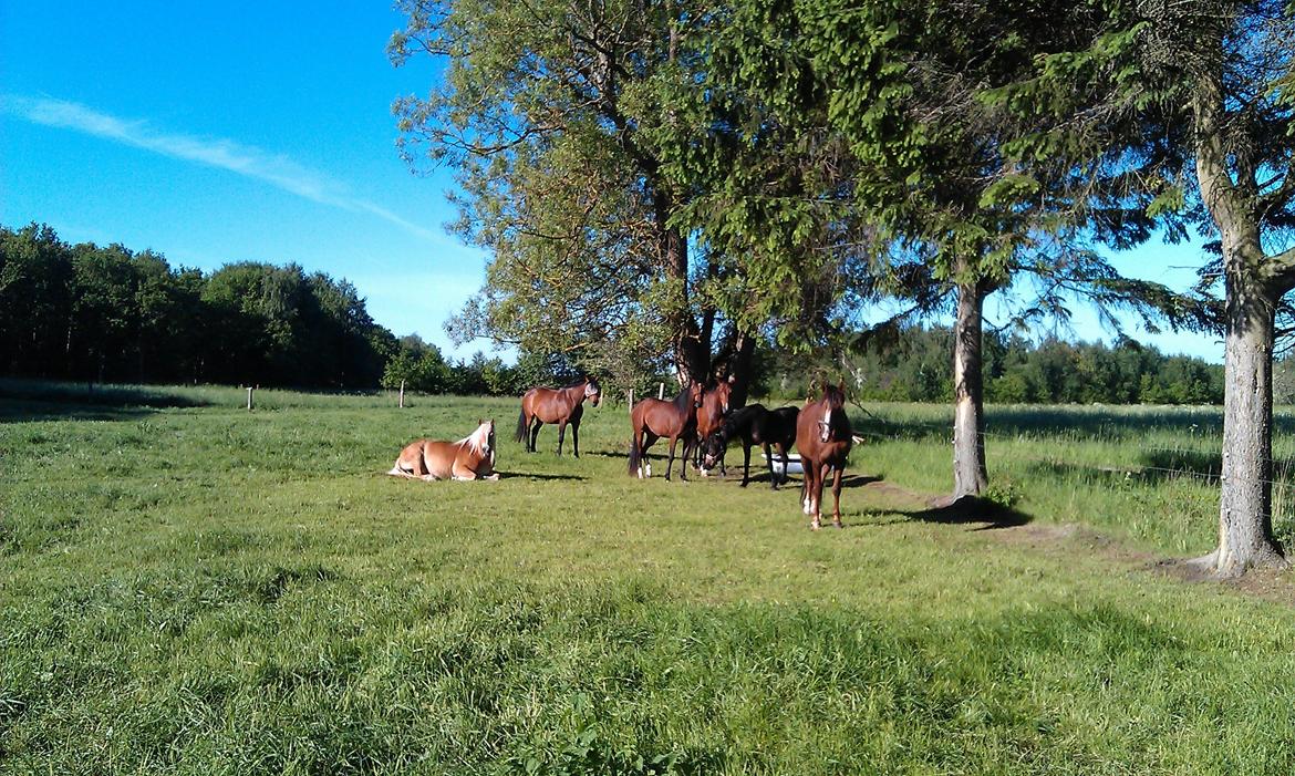 Tyroler Haflinger | Savage - 05-06-13 Alle de brune passer på den lille orange. billede 19