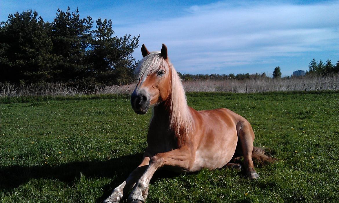 Tyroler Haflinger | Savage - 24-05-13 Lige blevet vækket. billede 17