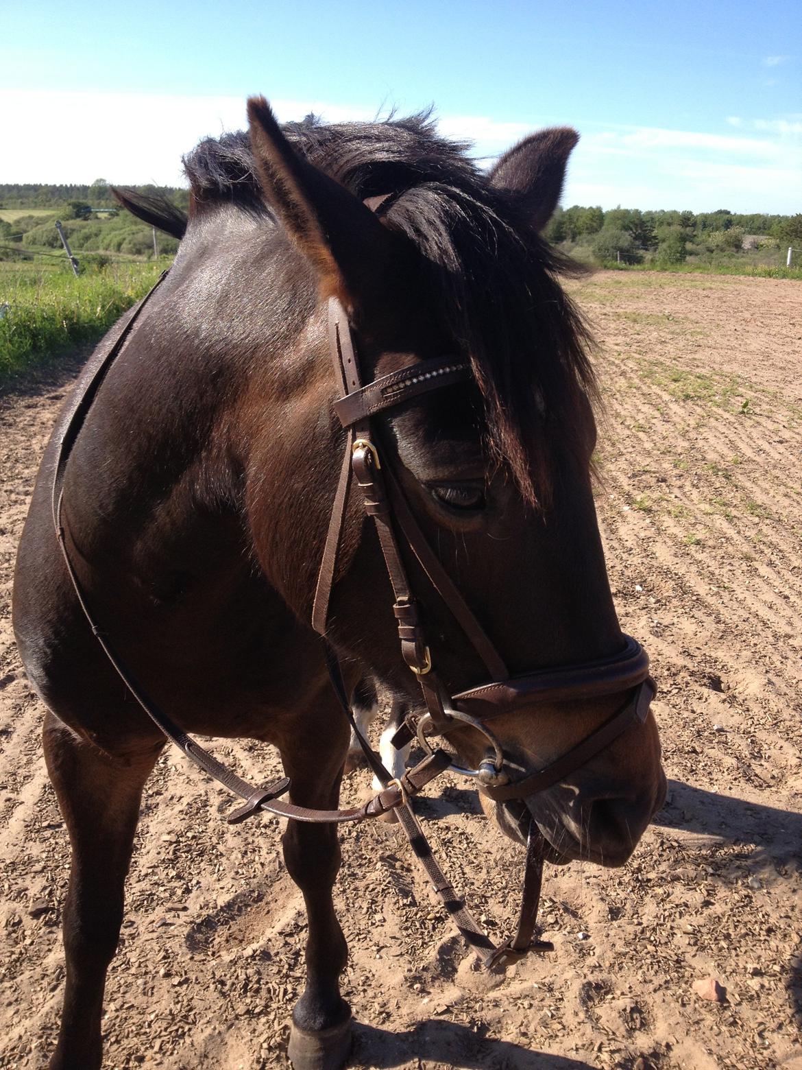 New Forest Krondalens Dropan billede 10