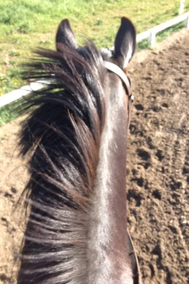 New Forest Krondalens Dropan billede 13