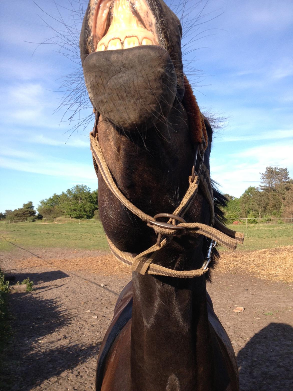 New Forest Krondalens Dropan billede 6