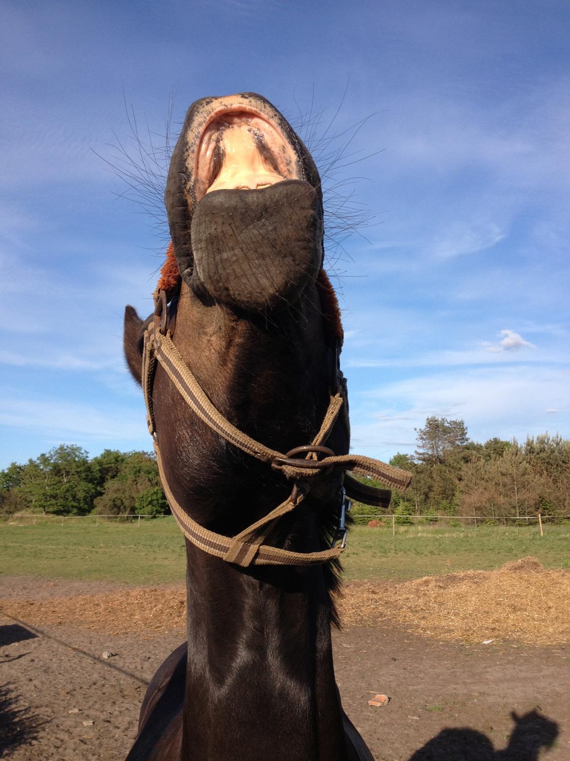 New Forest Krondalens Dropan billede 14