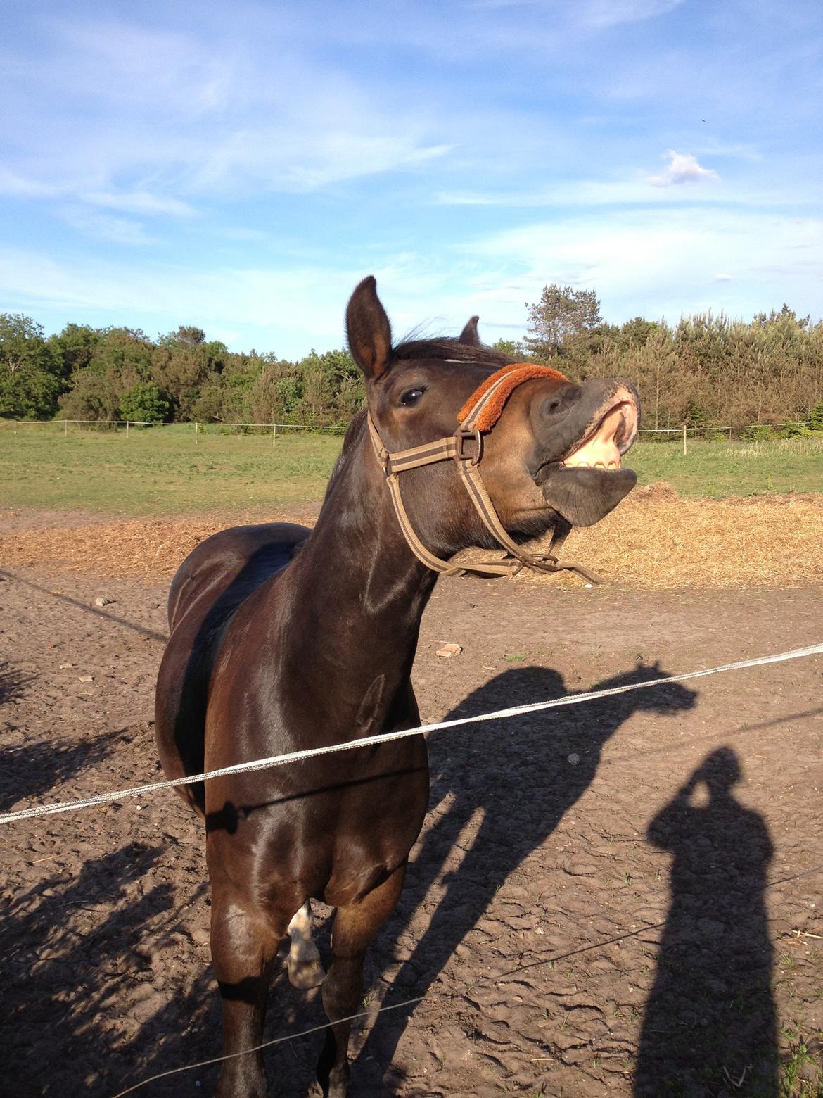 New Forest Krondalens Dropan billede 3