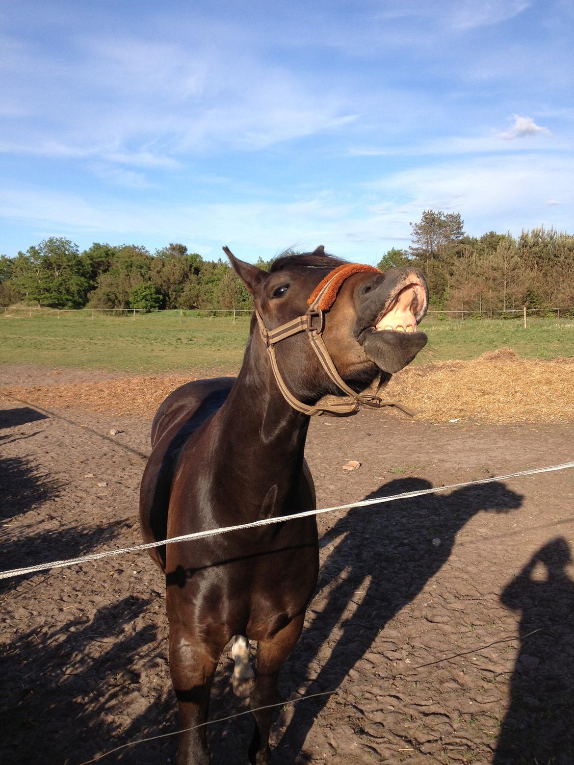 New Forest Krondalens Dropan billede 16