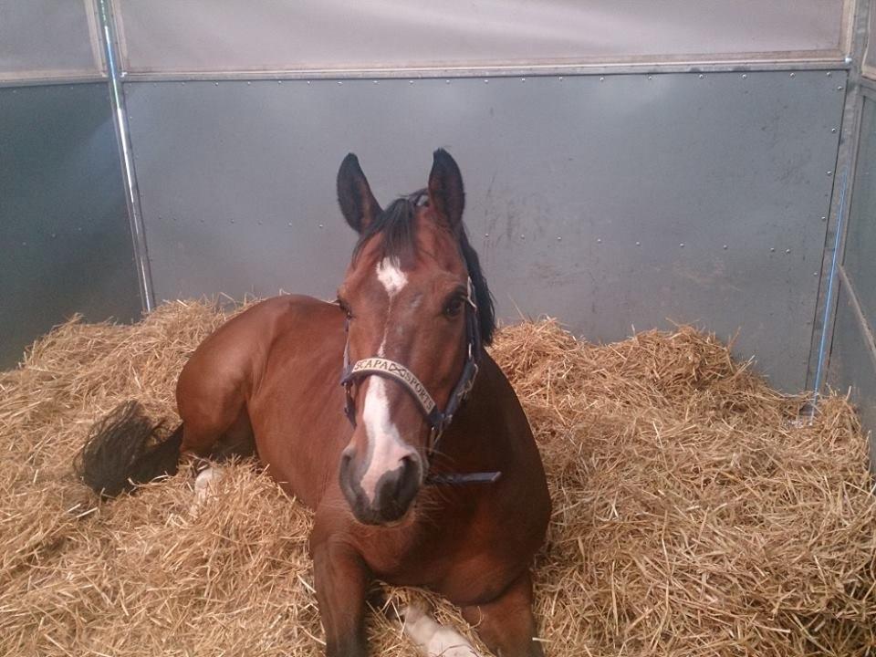 DSP Toftegårdens Alcazar B-pony billede 19