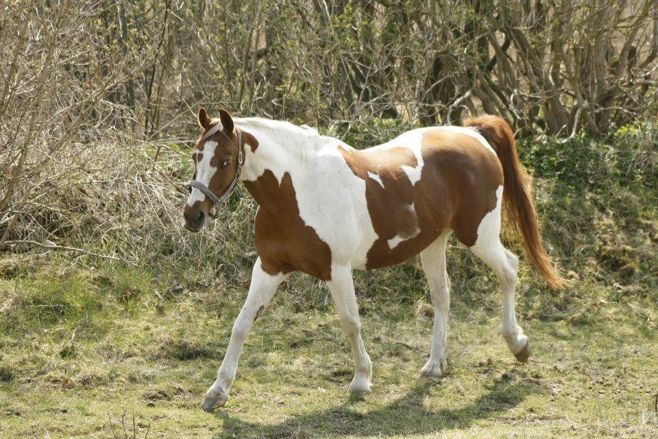 Pinto Dominique - i can't believe how much i love you. billede 17