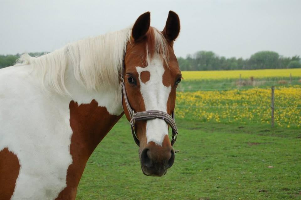 Pinto Dominique - Jeg savner dig.. jeg tænker på dig.. du vil altid forblive i mit hjerte.. Jeg elsker dig<3 billede 18