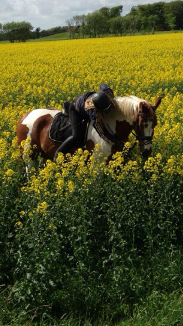 Pinto Dominique - To be loved, is to live forever in someone's heart billede 19