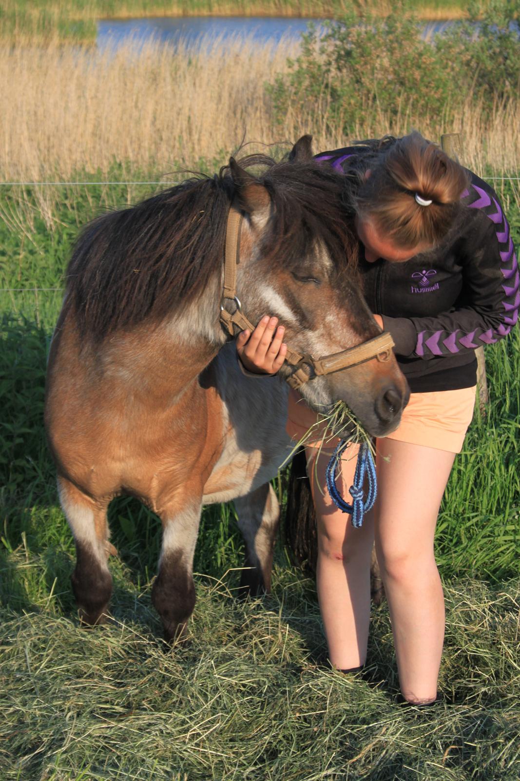 Shetlænder Grunk * Solgt  og Savnet * billede 5
