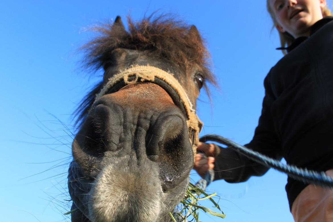 Shetlænder Grunk * Solgt  og Savnet * - Lille lama basse<3 billede 4