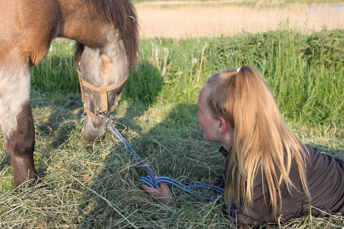 Shetlænder Grunk * Solgt  og Savnet * billede 3