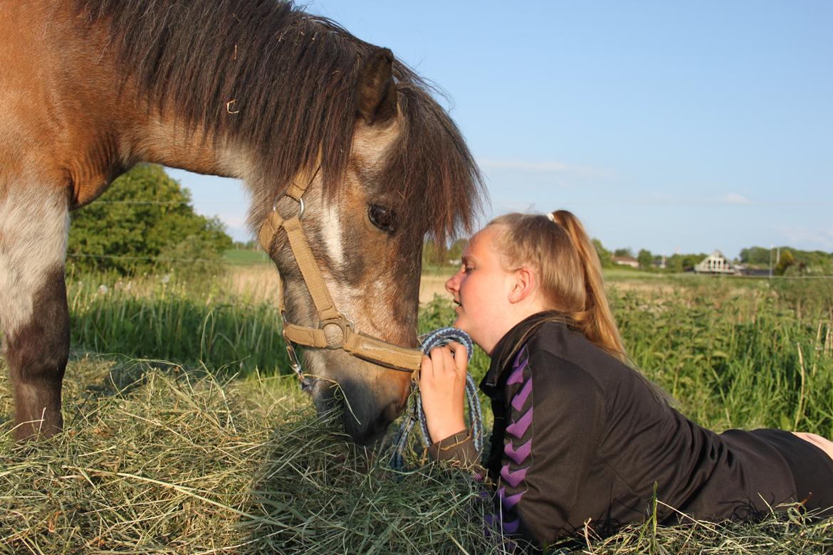 Shetlænder Grunk * Solgt  og Savnet * billede 6