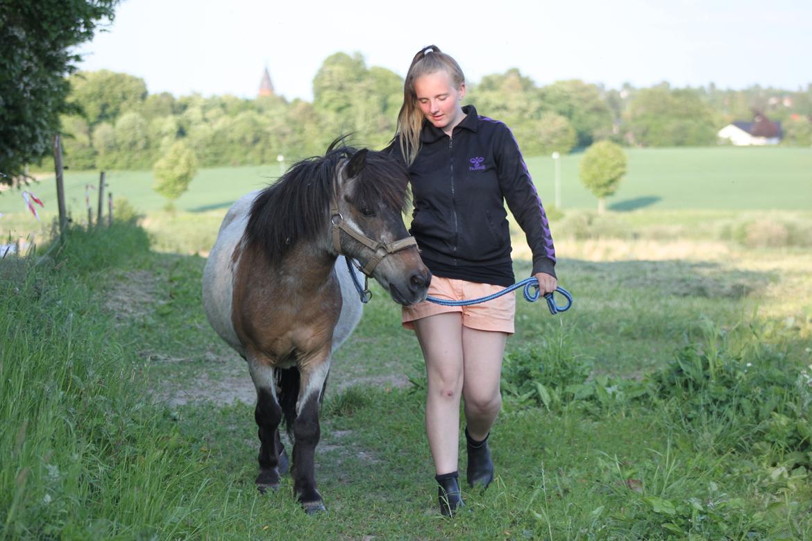 Shetlænder Grunk * Solgt  og Savnet * billede 7