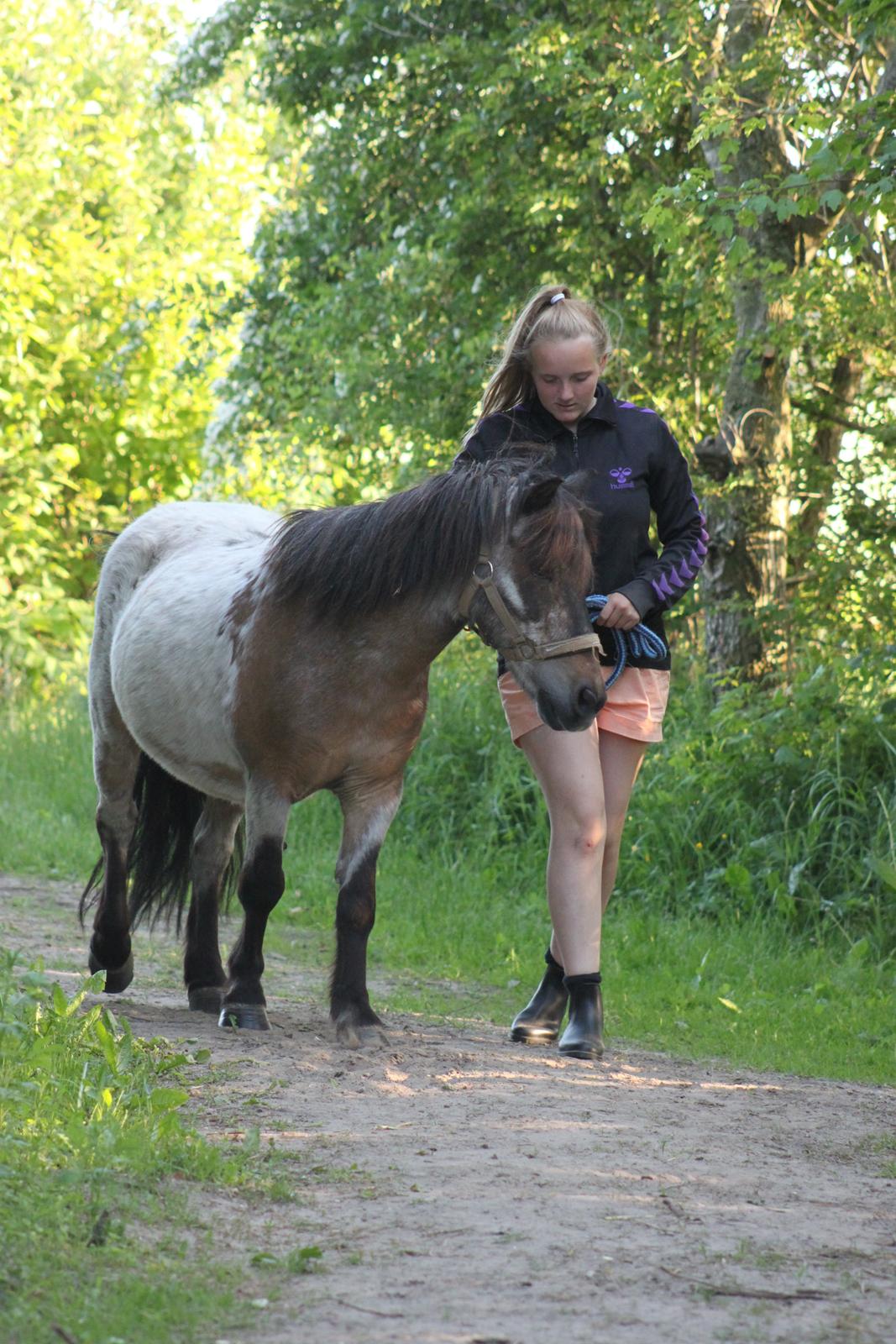 Shetlænder Grunk * Solgt  og Savnet * billede 8