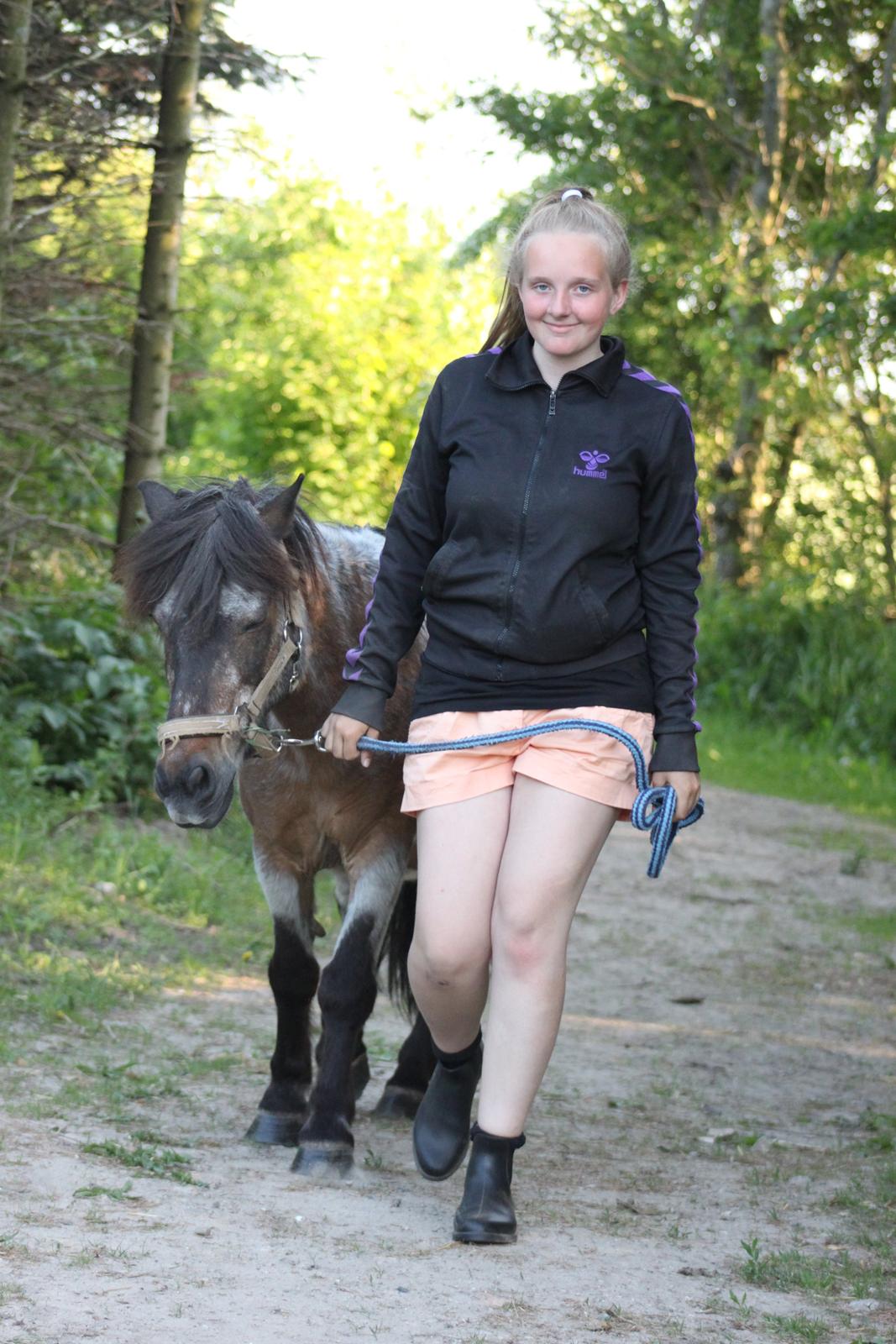 Shetlænder Grunk * Solgt  og Savnet * billede 9