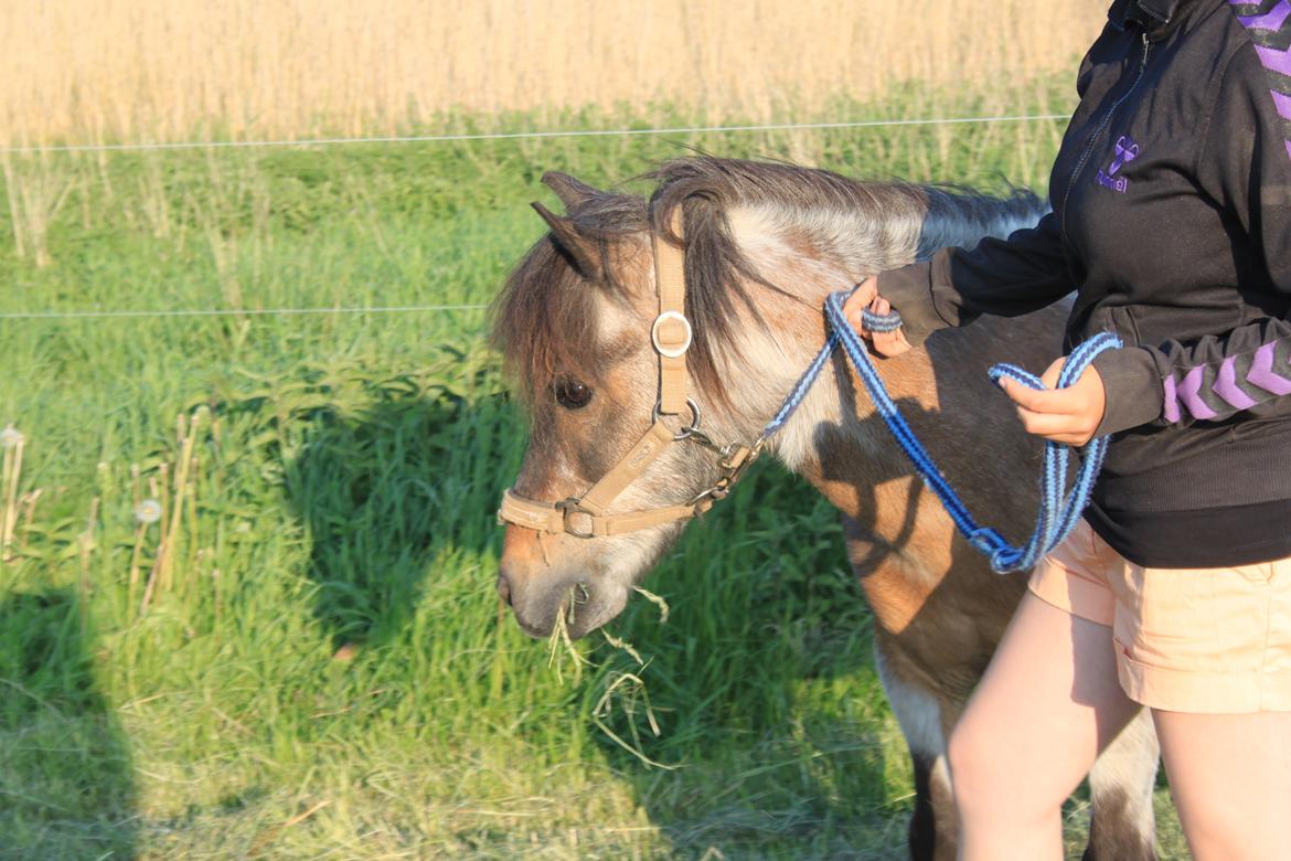 Shetlænder Grunk * Solgt  og Savnet * billede 2
