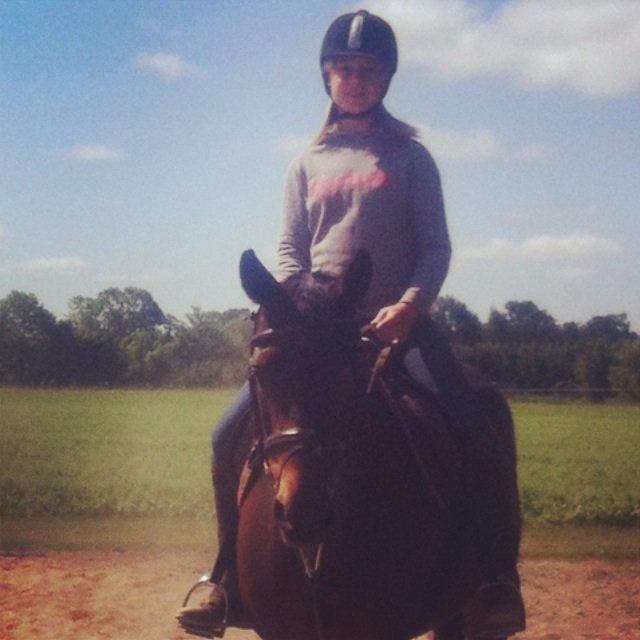 Dansk Varmblod Khandis billede 10