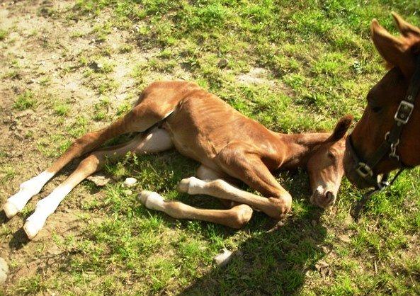 Anden særlig race Rocky - En lille bittebaby Møffe (Fra avler) billede 10