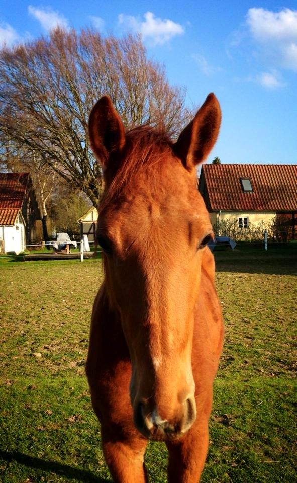 Anden særlig race Rocky - Smukke Møffe :-* (Fra maj - Laura Mailand) billede 19