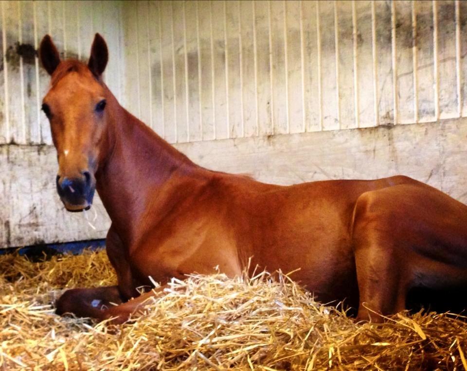 Anden særlig race Rocky - Måtte lige have det her billede, inden jeg satte mig hen og puttede med ham (10.06.13 - Laura Mailand) billede 18