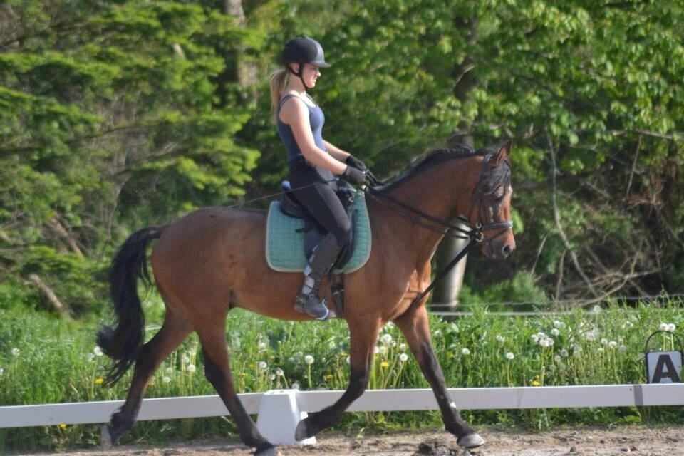 Welsh Partbred (Sec F) Got2Bee - Min dygtige part billede 17