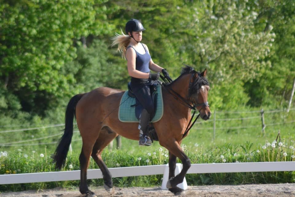 Welsh Partbred (Sec F) Got2Bee - Min dygtige part billede 18