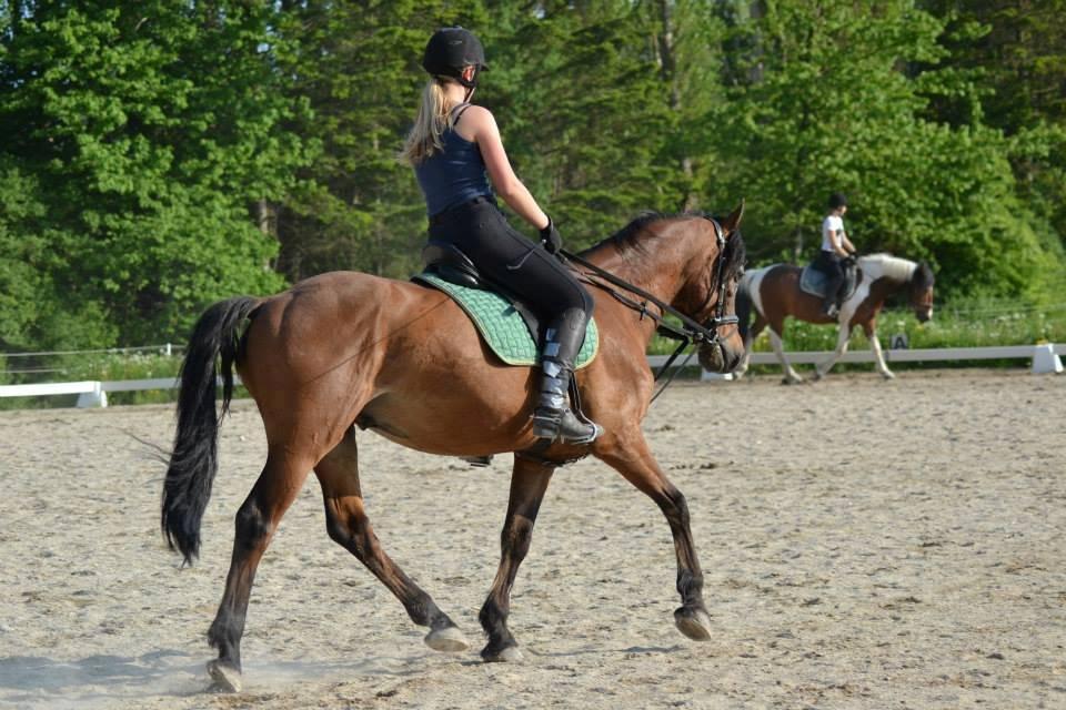 Welsh Partbred (Sec F) Got2Bee - Min dygtige part billede 19