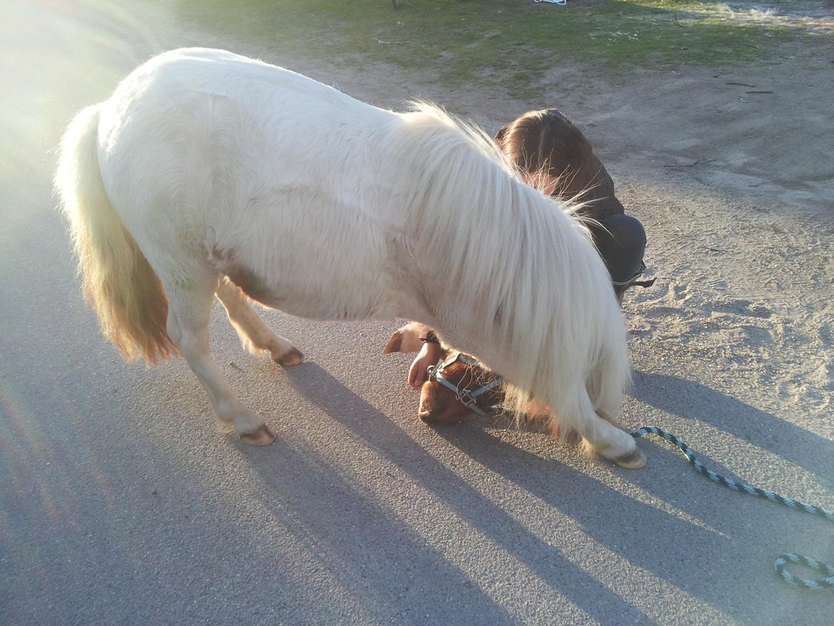 Shetlænder Flaminco **TheDreamPony**<3 - Hun er så god til at neje, min bebse ;) billede 3