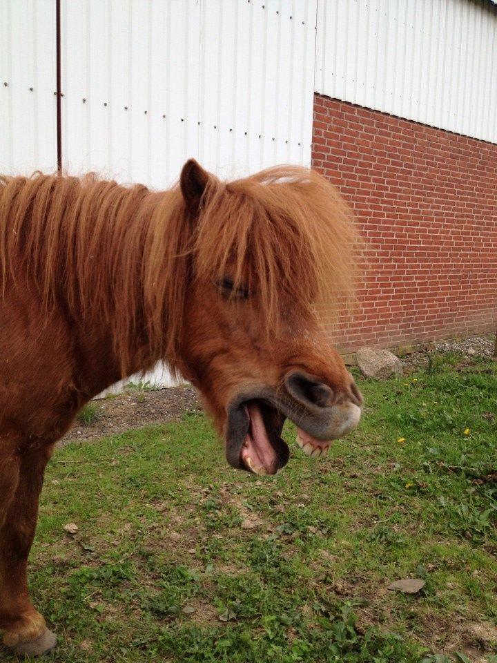 Shetlænder ranaldi  Solgt billede 1