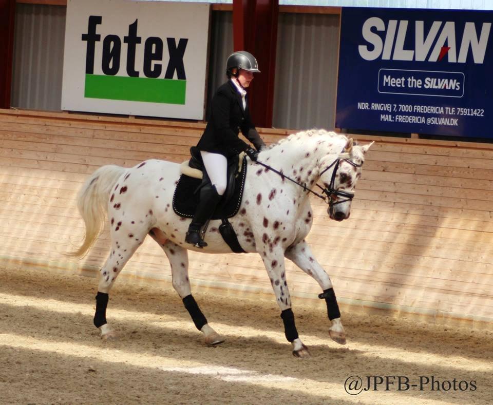 Knabstrupper Xanto (Solgt) billede 10