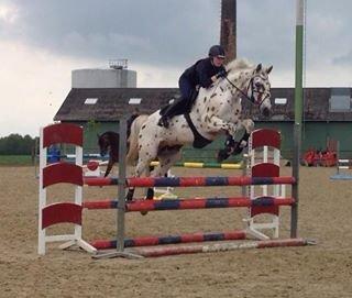 Knabstrupper Xanto (Solgt) billede 11