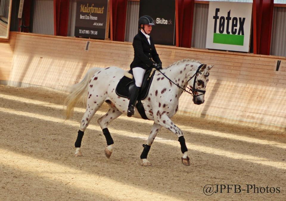 Knabstrupper Xanto (Solgt) billede 12