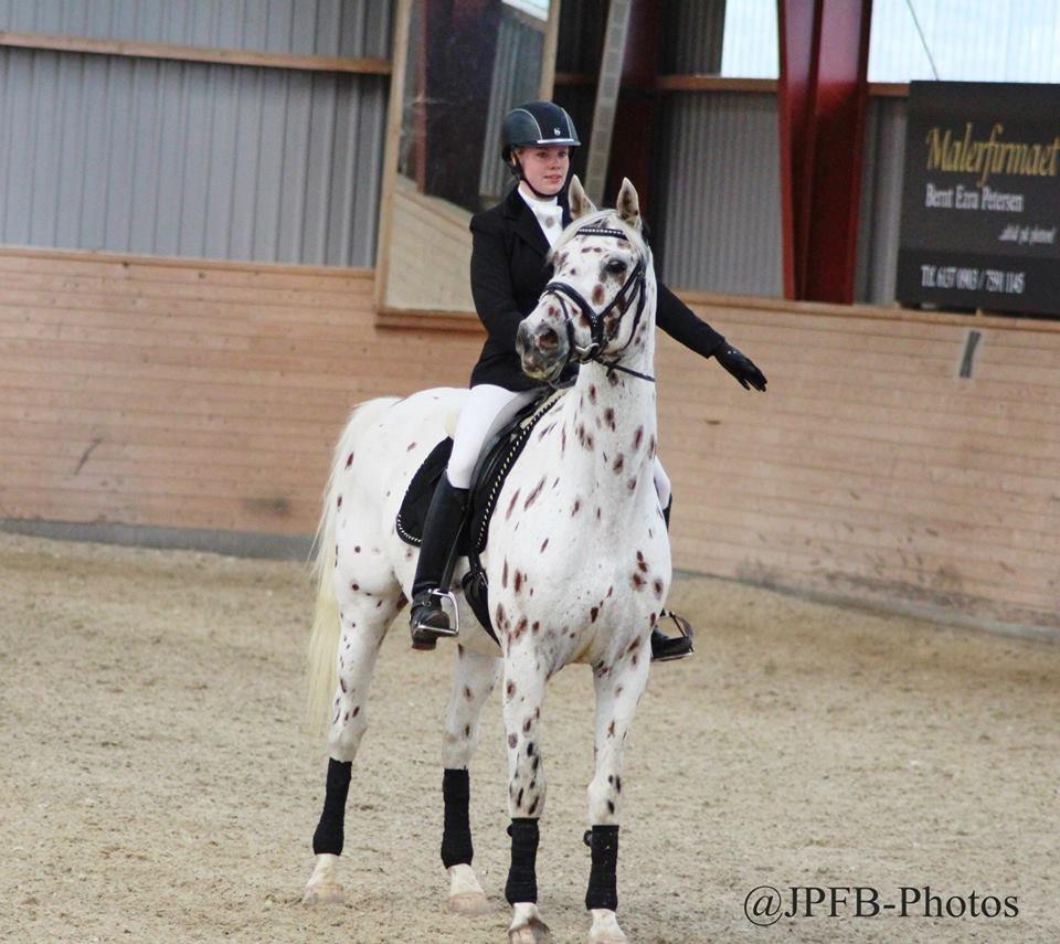 Knabstrupper Xanto (Solgt) billede 13