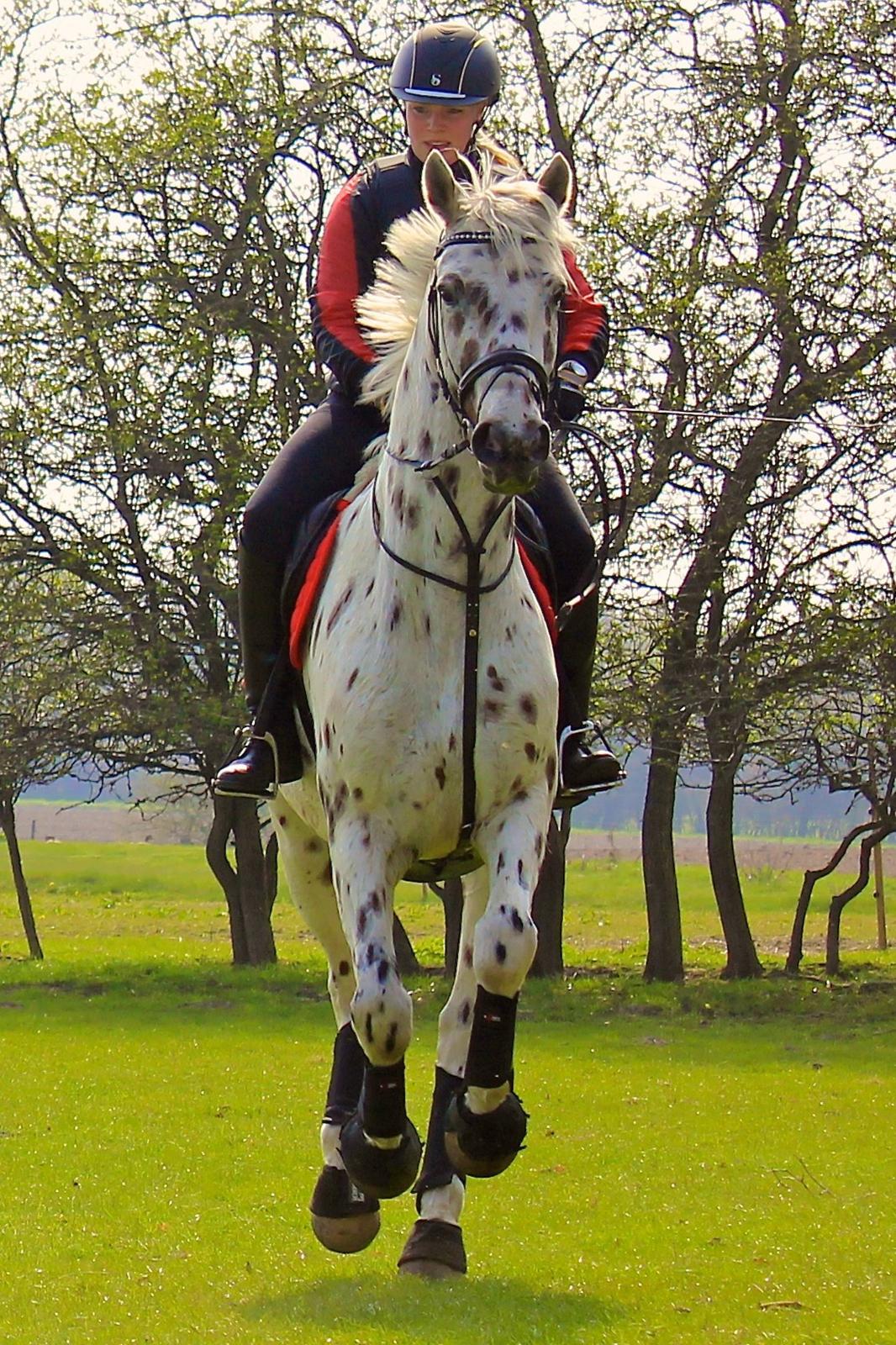 Knabstrupper Xanto (Solgt) billede 14