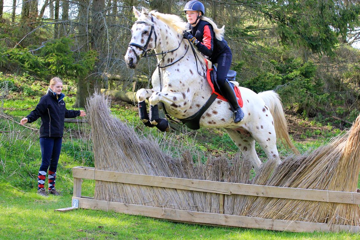 Knabstrupper Xanto (Solgt) billede 15