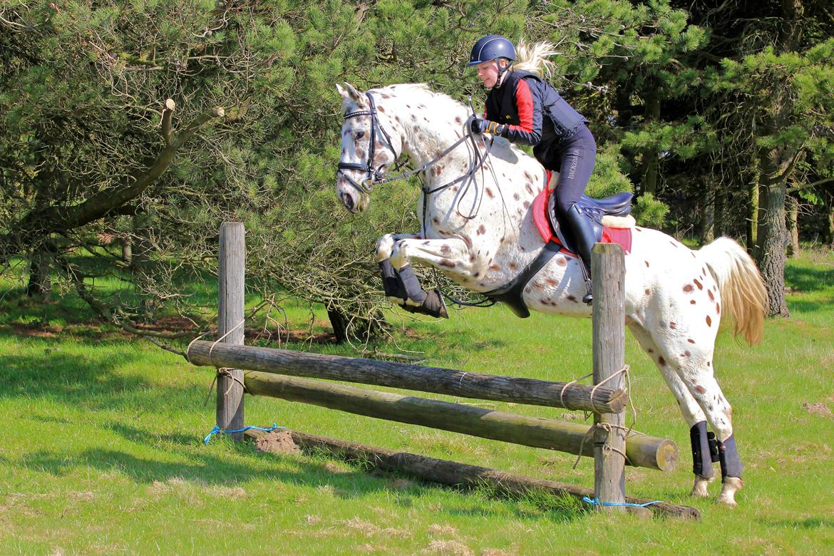 Knabstrupper Xanto (Solgt) billede 16