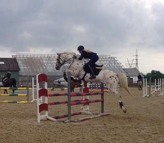 Knabstrupper Xanto (Solgt) billede 17