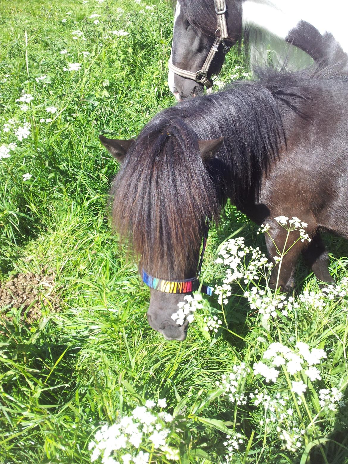 Shetlænder Musla *solgt* billede 17