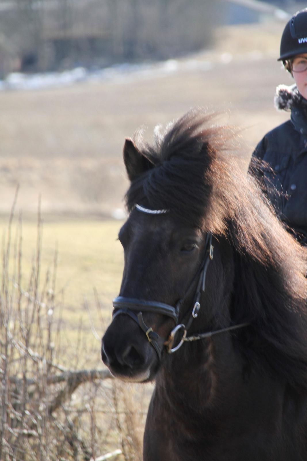 Islænder Hvítasunna - "En hest uden sin rytter er stadig en hest, men en rytter uden sin hest er bare et menneske"  billede 18
