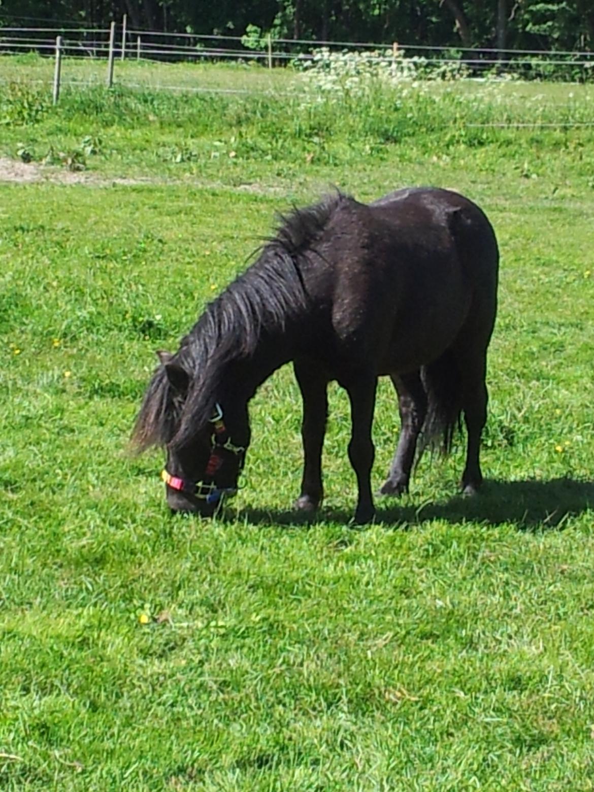 Shetlænder Musla *solgt* billede 18